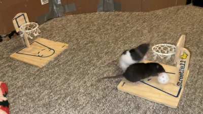 My adorable dwarf rats Jellybean (black) and Toast (black and white) playing vs basketball together!