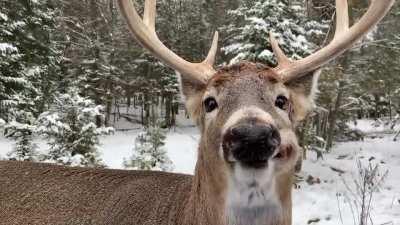 This adorable deer munching on a carrot