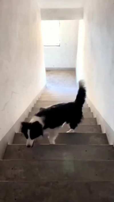 Doggo invented its own fetch game