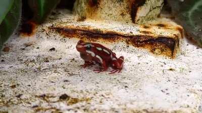 Its wednesday my dudes!