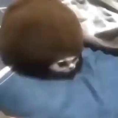 🐈+🐢=👇👇👇