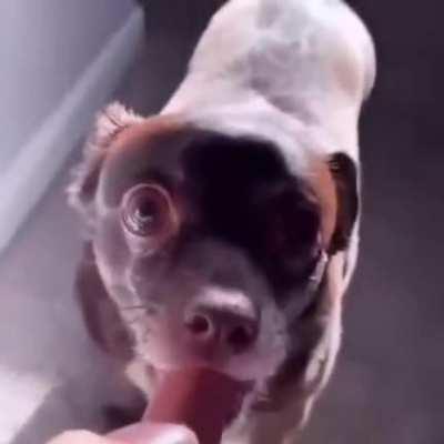 He likes wieners… uh oh 😳