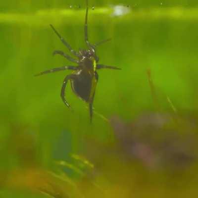 The diving bell spider is the only species of spider known to live almost entirely underwater.