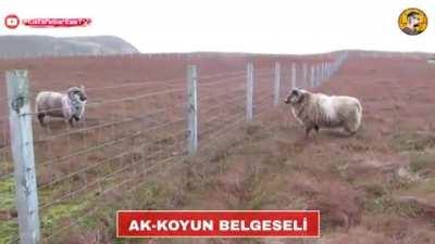 AK-KOYUN BELGESELİ