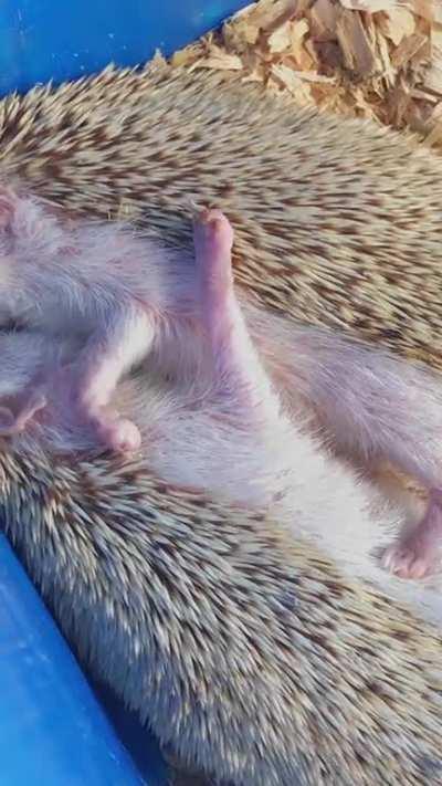 ‘Hug’hedgehog