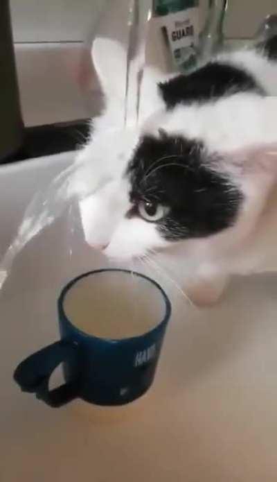 I think this cat is broken.