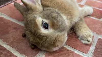 Sleeping with poops 😂😂😂