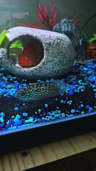 My Jack Dempsey
