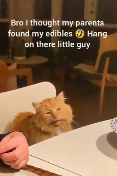 Zoomed out of its mind