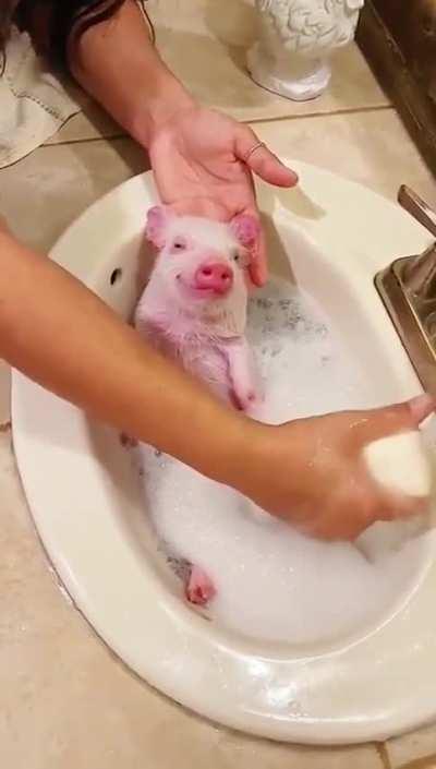 I one day aspire to be as happy as this piglet