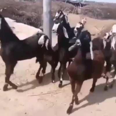 Dancing goats