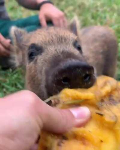 Monching on a mango at Aloha Animal Sanctuary (sound on!)