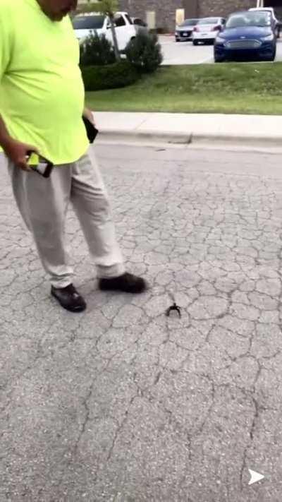 A tarantula in the road