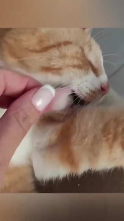 Cats can be so sleepy sometimes😂