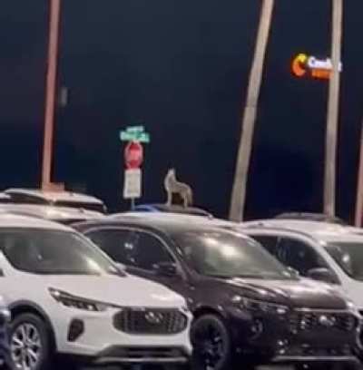 Just a coyote howling from the rooftop of a car in Tucson, Ariz.