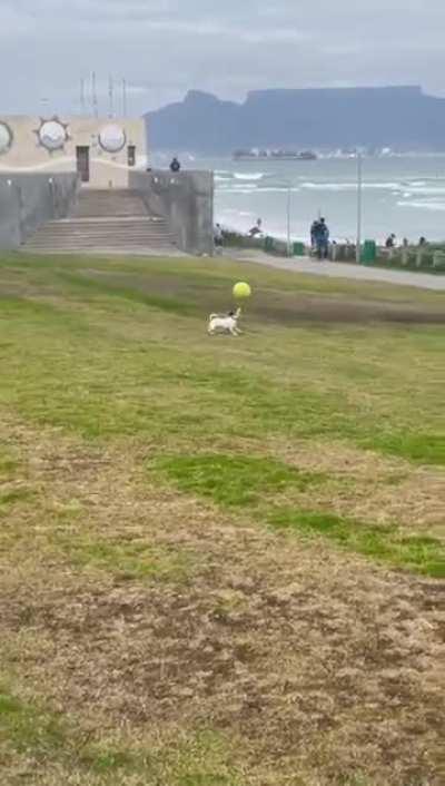 Imagina esse dog no meio campo do Santos bixo
