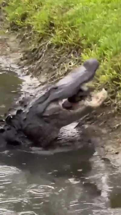 6000psi bite force 💀