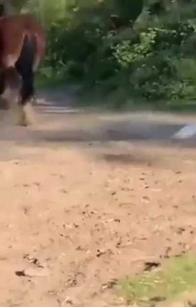 Don't Pick on the Big Guys