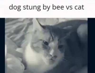 Soywunk versus Gigawunk: Duel of the Wunkus