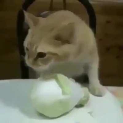 Dont caré mate xfdd