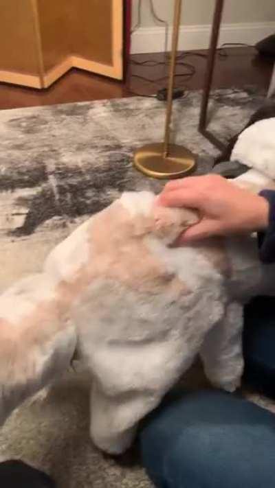 Made my dog an Appa costume