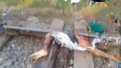 Apex predator aftermath 