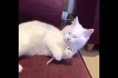 Kitty tastes the Peppermint