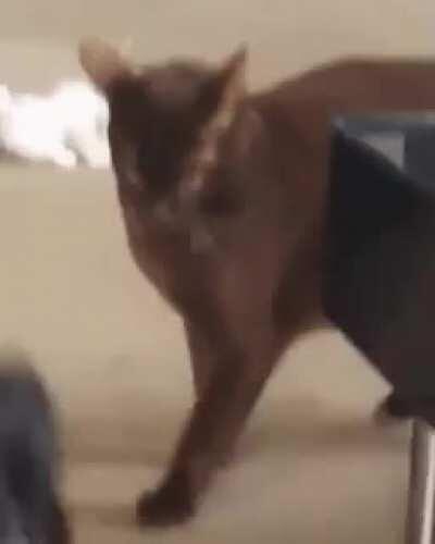 Maintain eye contact. Establish dominance.