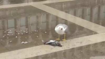 Gull does a victory screech while killing a Pigeon