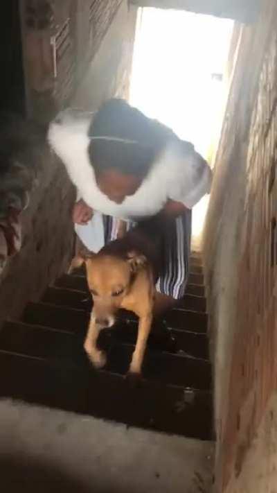 Adorable dog assists owner up the stairs