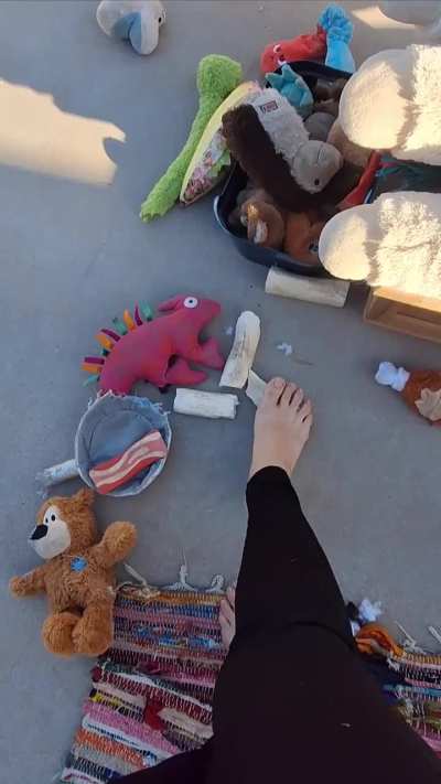 Playing with the dogs