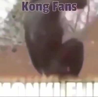 Cellbit torce pro Kong né?