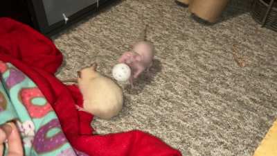 My awesome pet rat Feta's 1st awkward attempt at playing fetch 😅