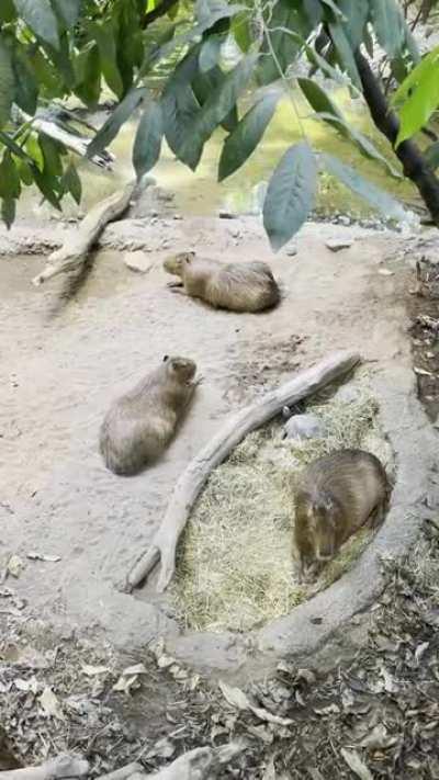 Capybaras at the Biodome in Montreal