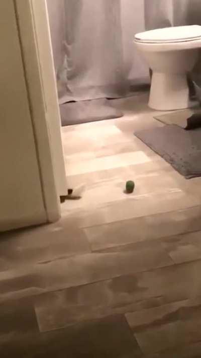 Ladies and gentlemen, I present to you… cat logic.