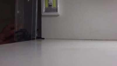 Trying to capture a deadly spider.