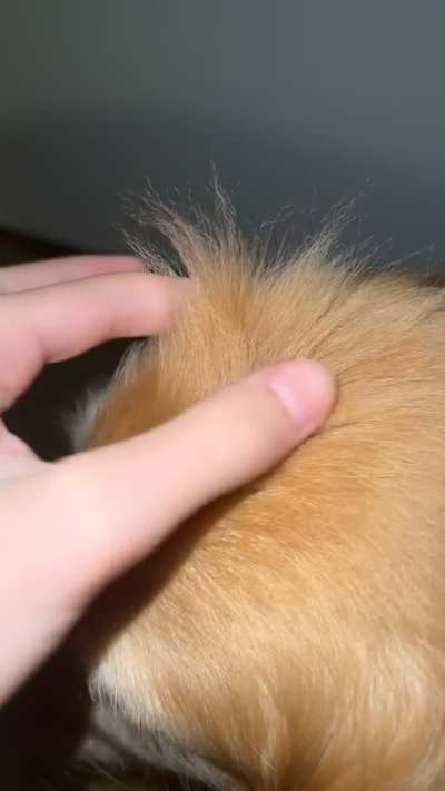 Dog fur becoming crimped in one spot?