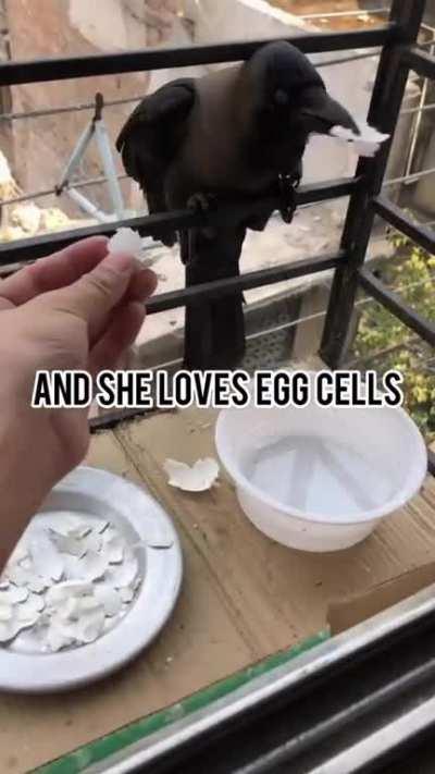 The relationship between man and bird is inspiring