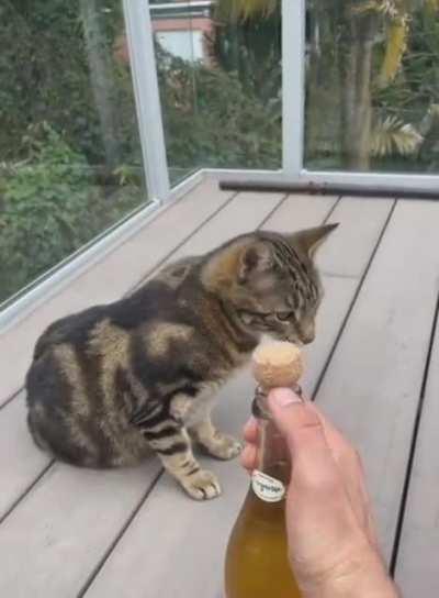 caT sTRuCK by moRtaR fIRE in hoRriFic dIsPlAy OF brUTaLITY