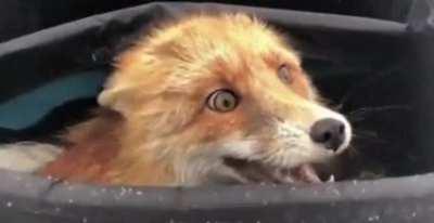 A wild fox discovered in a fisherman’s bag after eating all the fish