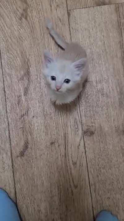 almost too smol to pet