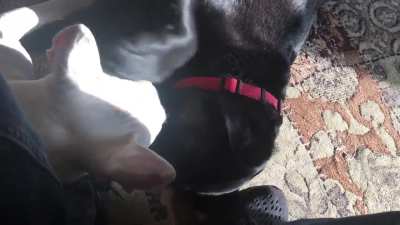 OC - Absolute Love !!