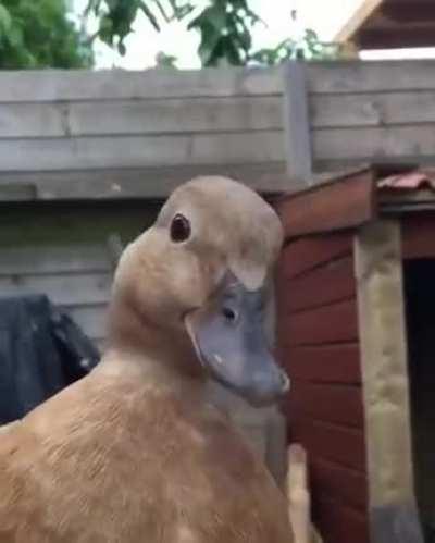 Wak!.. Wak...Wakwakwakwakwak! (empow.io)