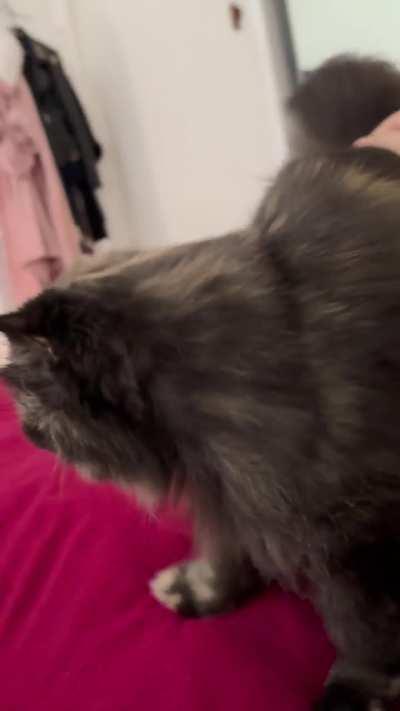 Does your Tortie talk this much?