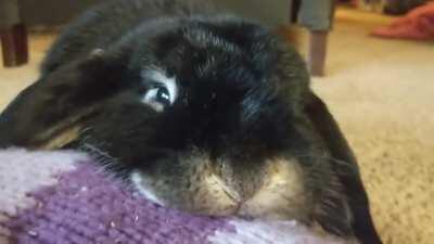 A very sweet boy that loves his head pets