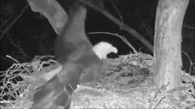 🔥 Dick Head Owl double taps a pair of eagles in the middle of the night 🔥