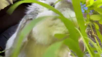 POV: You are a yommy blade of grass