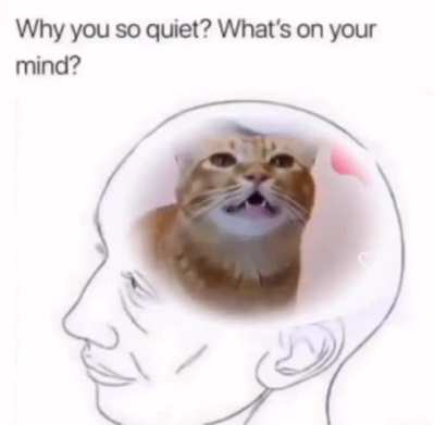Meoooooooooooooow