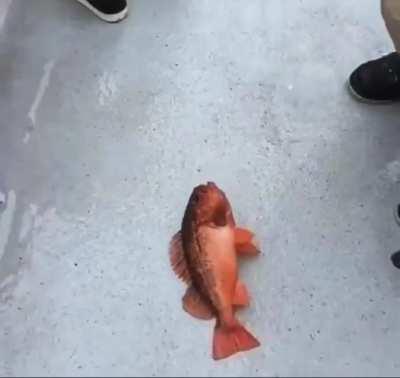 vid goes hard feel free to download