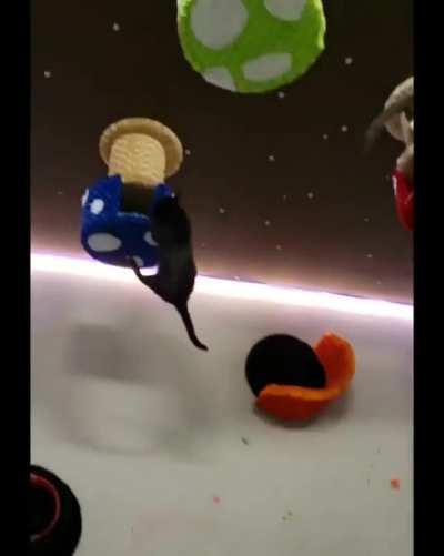 Ninja cats in training